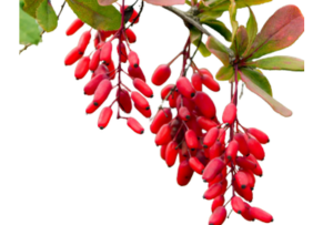 Berberis aristata Root Extract