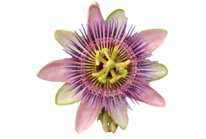 Passionflower