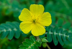 Tribulus