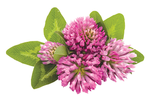 Red Clover